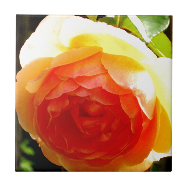 Carreau En Céramique Rose jaune (Devant)
