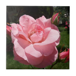 Carreau En Céramique Rose rose petit (4,25 po x 4,25 po) Carrelage phot