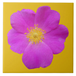 Carreau En Céramique Rose sauvage 2