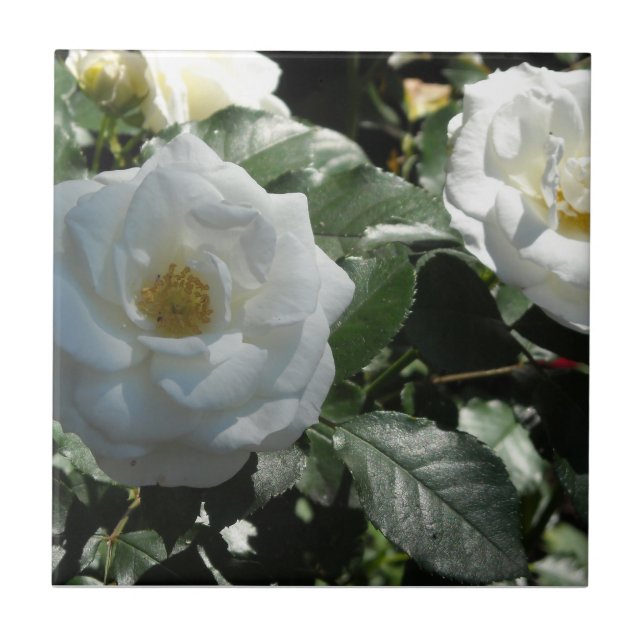 Carreau En Céramique Roses de thé blanches (Devant)