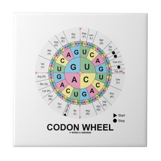 Carreau En Céramique Roue de codon (acides aminés de codons d'ARN) (Devant)