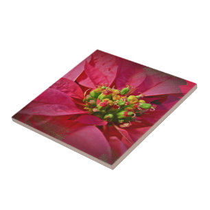Carreau En Céramique Rouge Poinsettia - Noël
