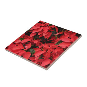 Carreau En Céramique Rouge Poinsettias II Noël Fête Florale