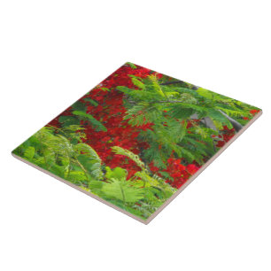 Carreau En Céramique Royal Poinciana