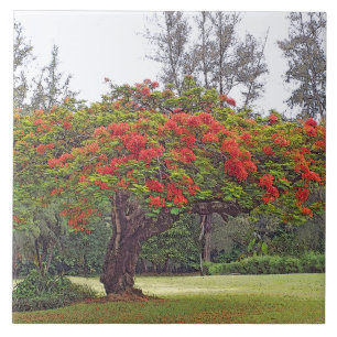 CARREAU EN CÉRAMIQUE "ROYAL POINCIANA TREE"/BLOSSOMS ROUGES