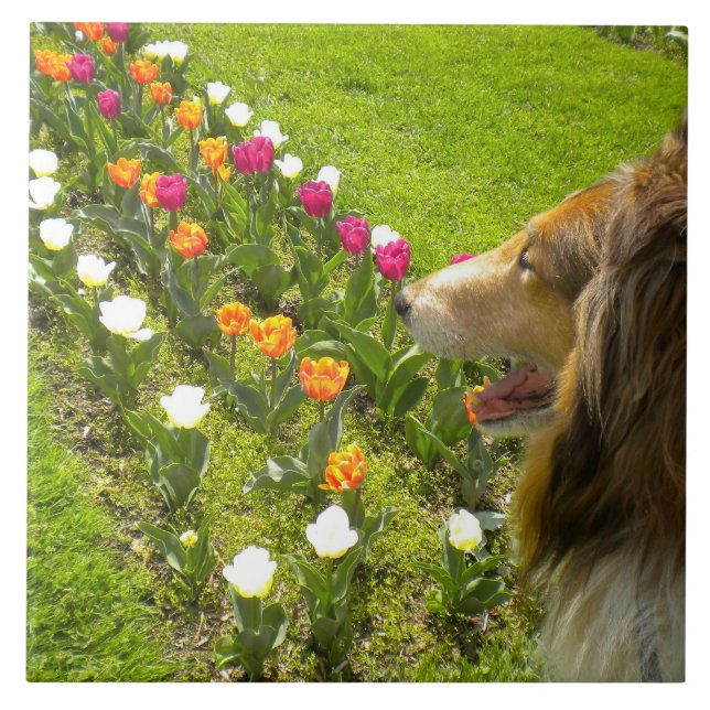 Carreau En Céramique Sable Collie N Tulips Tile Trivet (Devant)