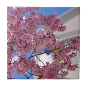 Carreau En Céramique Sakura Cherry Blossoms