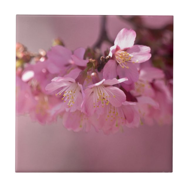 Carreau En Céramique Sakura Cherry Blossoms Delicate Pink Bouquet (Devant)