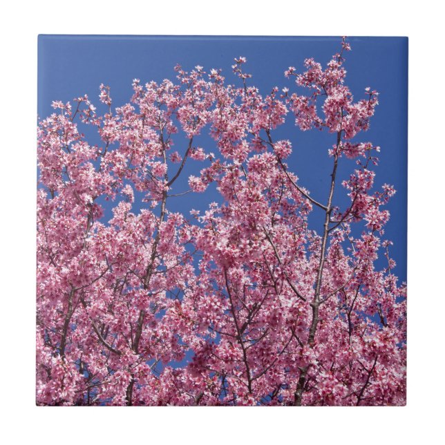 Carreau En Céramique Sakura Cherry Fleurit Dans Le Bleu (Devant)