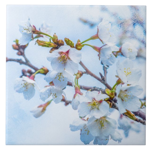 Carreau En Céramique Sakura - Fleur de cerisier japonaise (Devant)