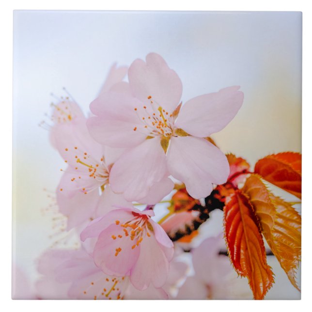 Carreau En Céramique Sakura - Fleur de cerisier japonaise (Devant)