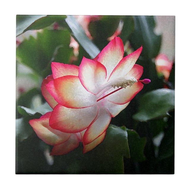 Carreau En Céramique Samba Brazil de cactus de Noël ' (Devant)