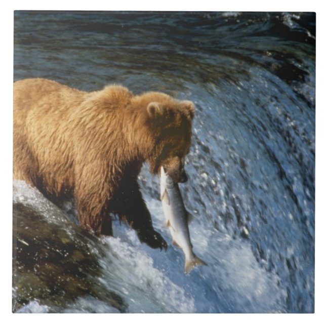 Carreau En Céramique Saumon Brown de l'Alaska à Brooks (Devant)