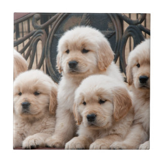 Carreau En Céramique Sautez ! Chiots