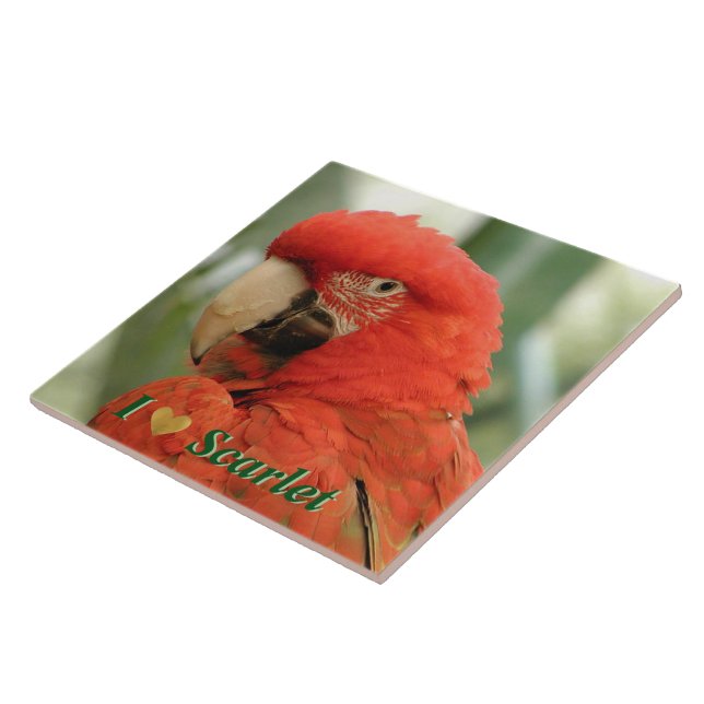 Carreau En Céramique Scarlet Macaw (Côté)