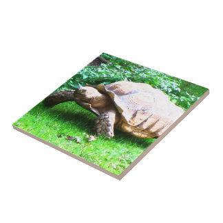 Carreau En Céramique Schildi