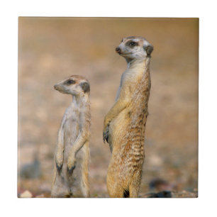 Carreau En Céramique Sentinelles Meerkat (Suricata Suricatta), Karas