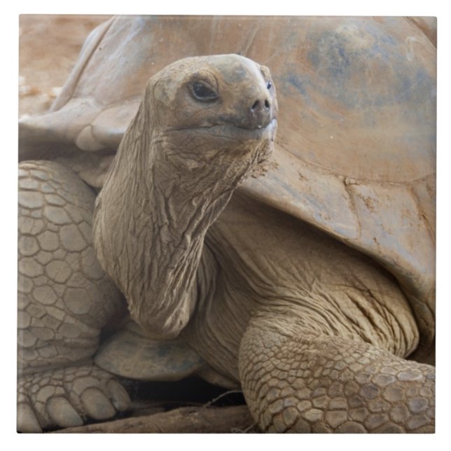 Carreau En Céramique Seychelles Aldabran terre tortue (Devant)