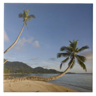 Carreau En Céramique Seychelles, île de Mahe, palmier horizontal,