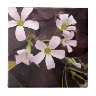 Carreau En Céramique Shamrock faux Oxalis Triangularis
