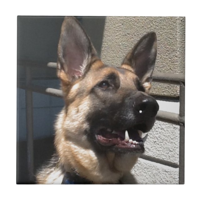 Carreau En Céramique Shep (Devant)