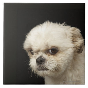 Carreau En Céramique Shih blanc fâché Tzu avec les yeux bruns