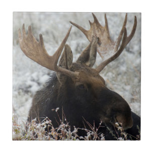 Carreau En Céramique Shiras Bull Moose