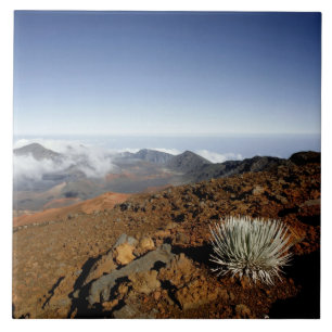 Carreau En Céramique Silversword sur le bord du cratère Haleakala de pr