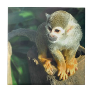 Carreau En Céramique Singe araignée