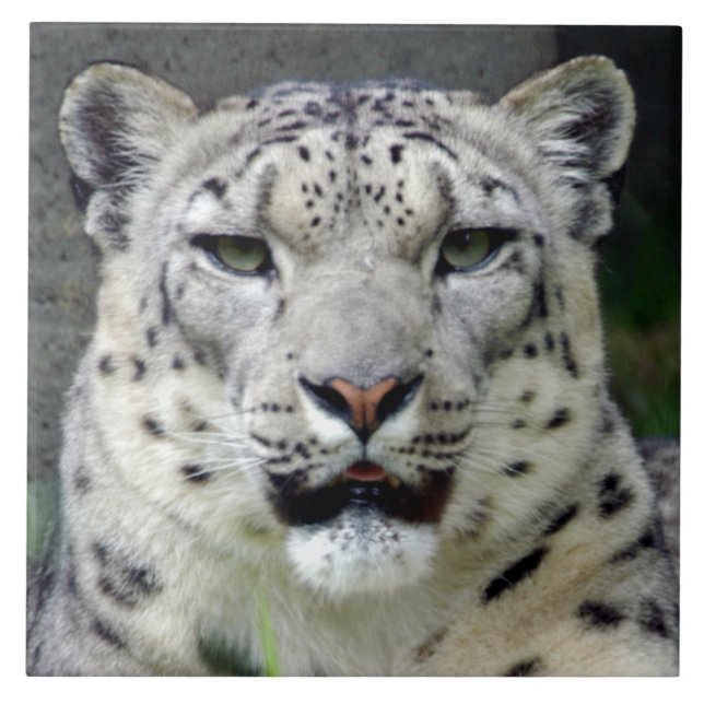 Carreau En Céramique snow-leopard10x10 (Devant)