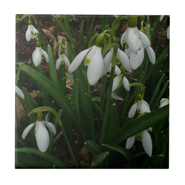 Carreau En Céramique Snowdrops I (Devant)