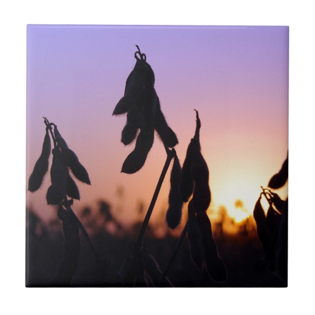 Carreau En Céramique Soja au coucher du soleil (Devant)