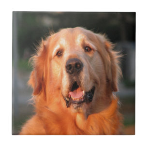 Carreau En Céramique sourire au cher golden retriever d'amour