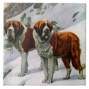 Carreau En Céramique St Bernards de cru