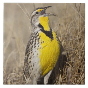 Carreau En Céramique Sturnelle de l'Ouest (Strunella neglecta)