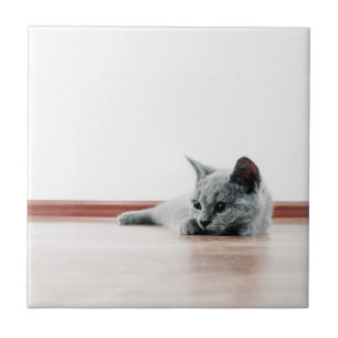 Carreau En Céramique SUPER CUTE Kitten Portrait Photographie
