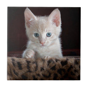 Carreau En Céramique Super joli chaton avec de beaux yeux