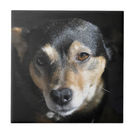 Carreau En Céramique Sweet Little Dog Posing pour la caméra