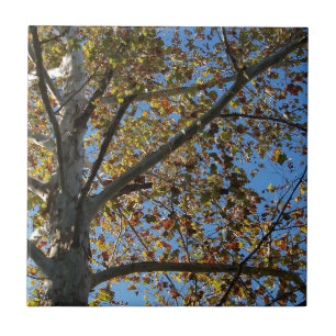 Carreau En Céramique Sycamore en automne contre un ciel bleu