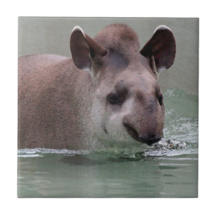 Carreau En Céramique Tapir_2015_0101