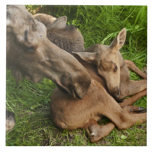 Carreau En Céramique Tendre Mère Moose (Devant)