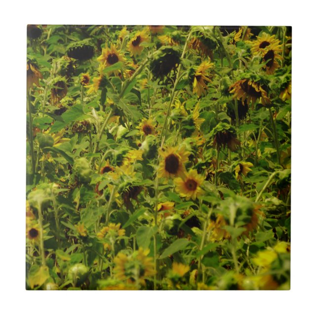 Carreau En Céramique Terrain de tournesol (Devant)