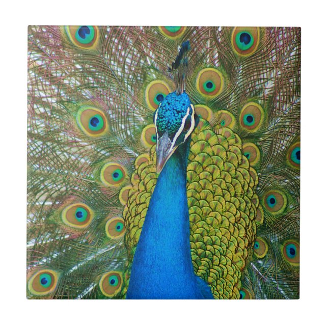 Carreau En Céramique Tête bleue Peacock avec et des plumes de queue col (Devant)