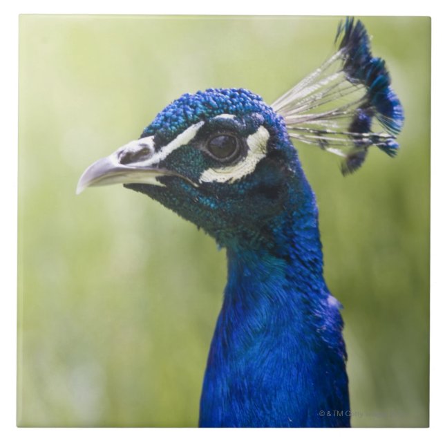 Carreau En Céramique Tête de paon (Devant)