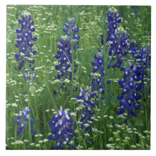 Carreau En Céramique Texas, lac Buchanan. Bluebonnet et sauvage du Texa