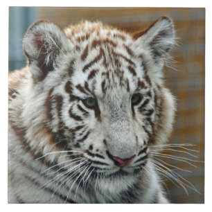 Carreau En Céramique Tiger20151001