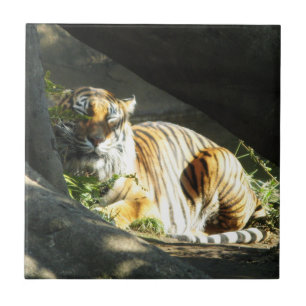 Carreau En Céramique Tiger Catnap