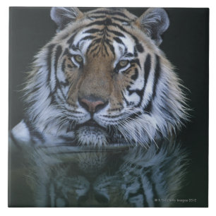 Carreau En Céramique Tigre dans l'eau