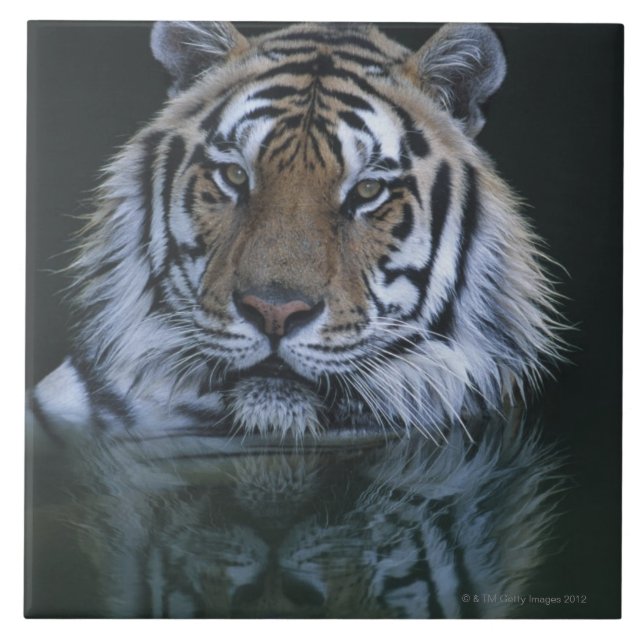 Carreau En Céramique Tigre dans l'eau (Devant)