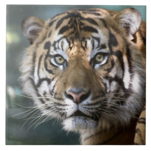 Carreau En Céramique Tigre de Sumatra mâle (Panthera tigris sumatrae)